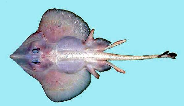 Rajella kukujevi_022287.jpg